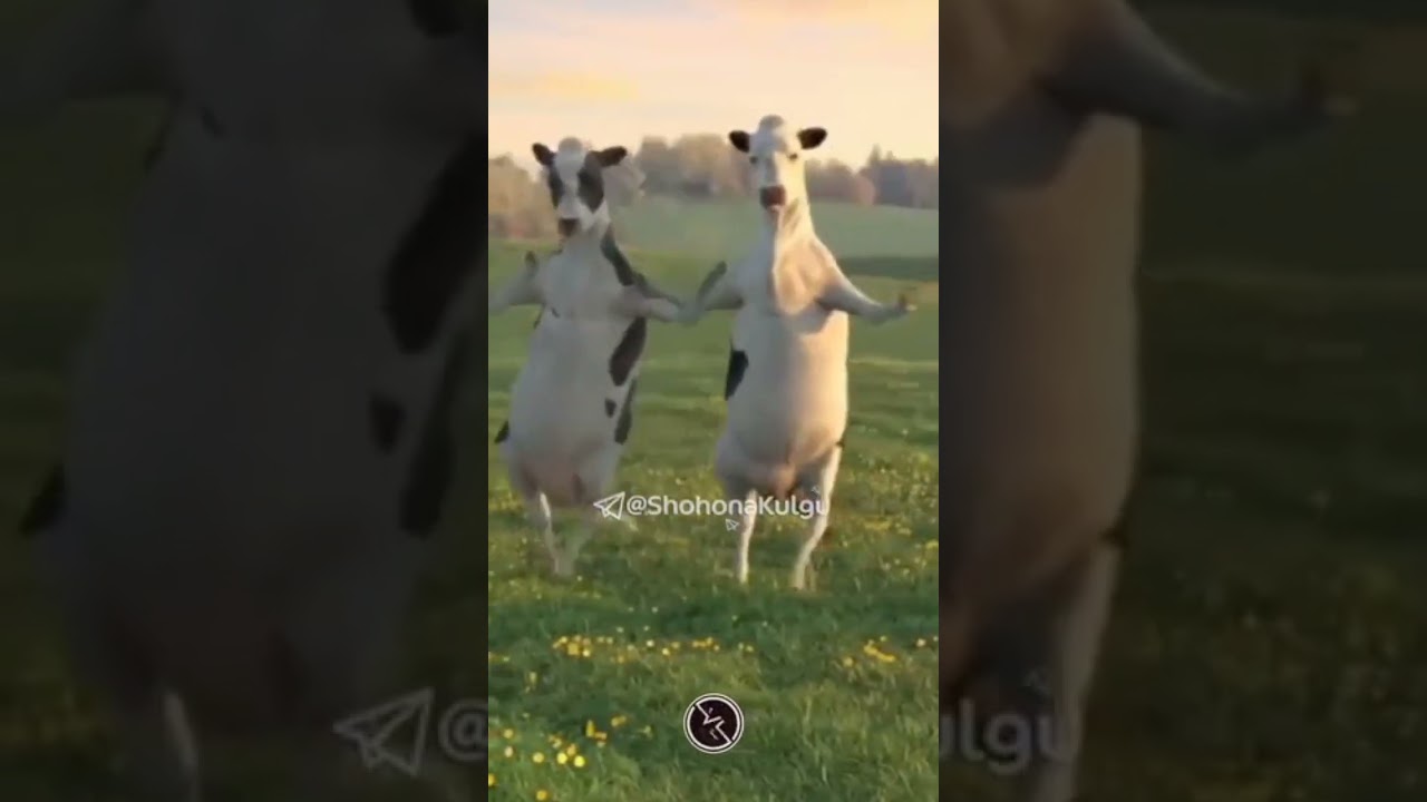 Кук Жигули: Путешествие и приключения ✈️