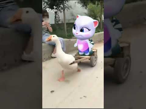 Hilarious Talking Cat Comedy Videos 🐱