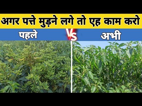 पत्ते मुड़ने पर करें ये उपाय 🌿 | Leaf Curl Virus Control