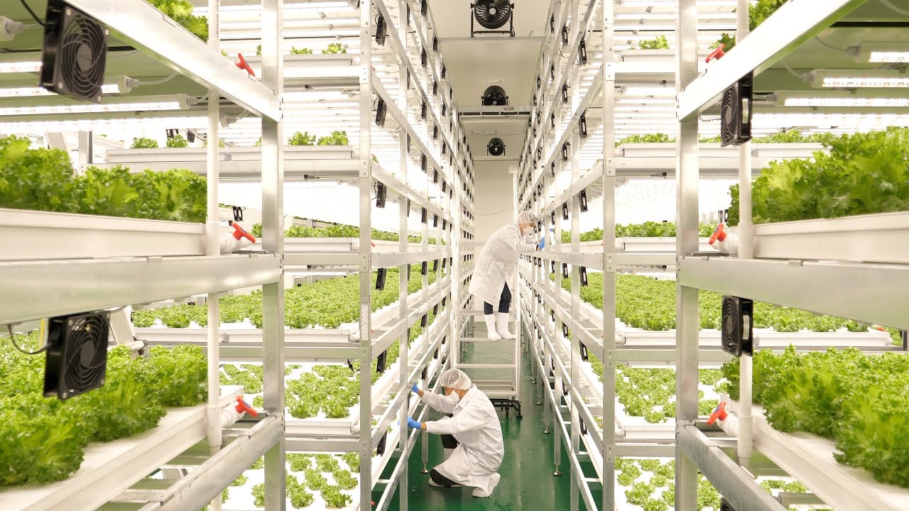 Farming as Science: Korean Experts Grow Fresh Veggies π±