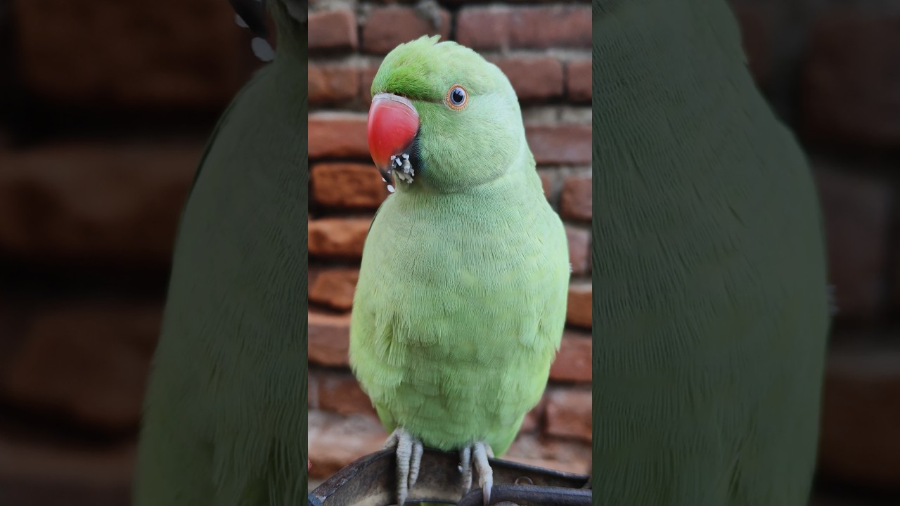 Mummy, Please Give Me a Glass of Water! 🦜