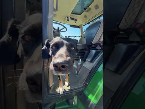 Dream Team 🐶 @hobby_knebel3414 #farming #landwirtschaft #johndeere #agriculture #dog #dreamteam