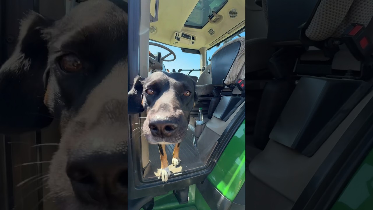 Meet the Dream Team: Farming & Farming Dogs with John Deere 🚜