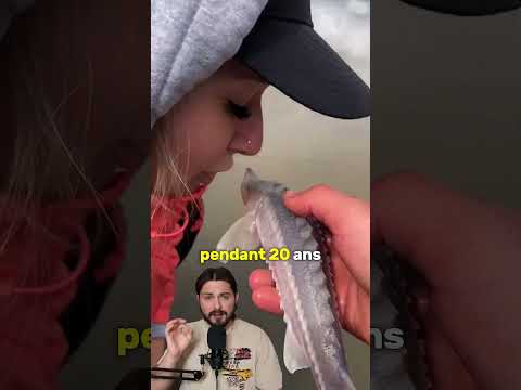 Voici pourquoi ces œufs valent de l'or !🥚#culturegenerale #nature #esturgeon #caviar #rare #poisson