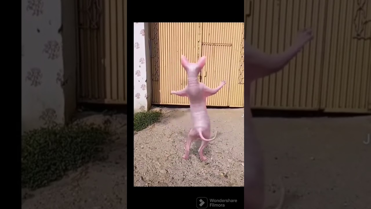Le chat qui danse 🕺