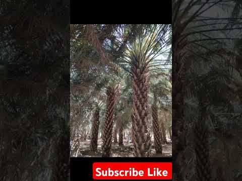 Hazrat sinan ibn salmah(R.A) or #Hazrat umar(R A) #kajoor Ka Bagh------#peer Ajmal#viral#shorts