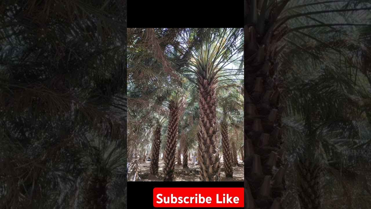 Hazrat Sinan ibn Salmah (R.A) & Hazrat Umar (R.A) at Kajoor Bagh 🌸