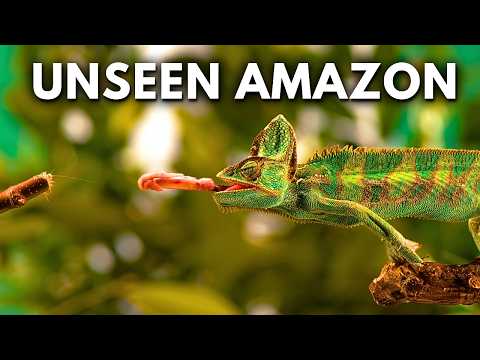 The Most Unbelievable Wonders of The Amazon Rainforest | Documentary