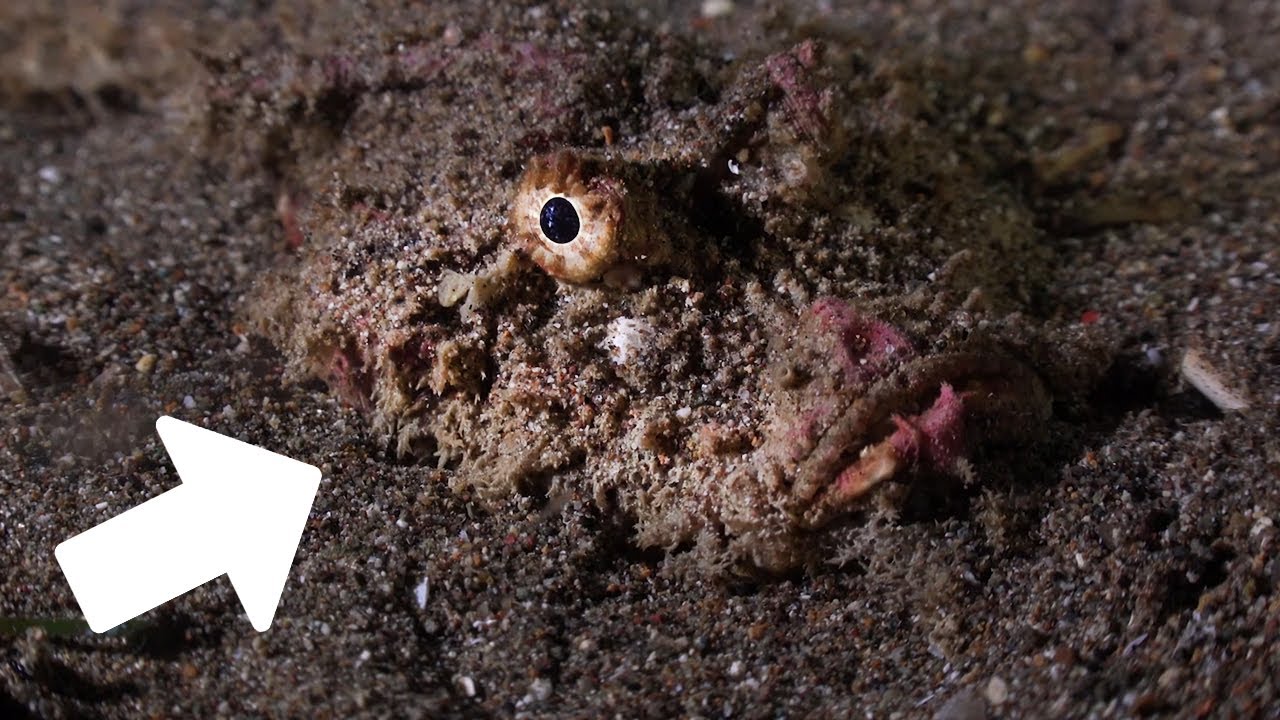 15 Most Dangerous Animals in the World 🐾