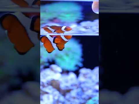 Setting up a Saltwater Tank Is Easy!