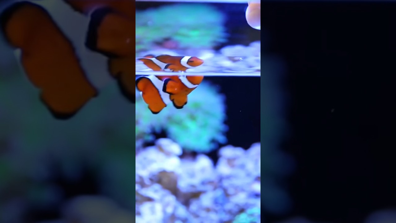 Easy Steps to Set Up Your Saltwater Aquarium π