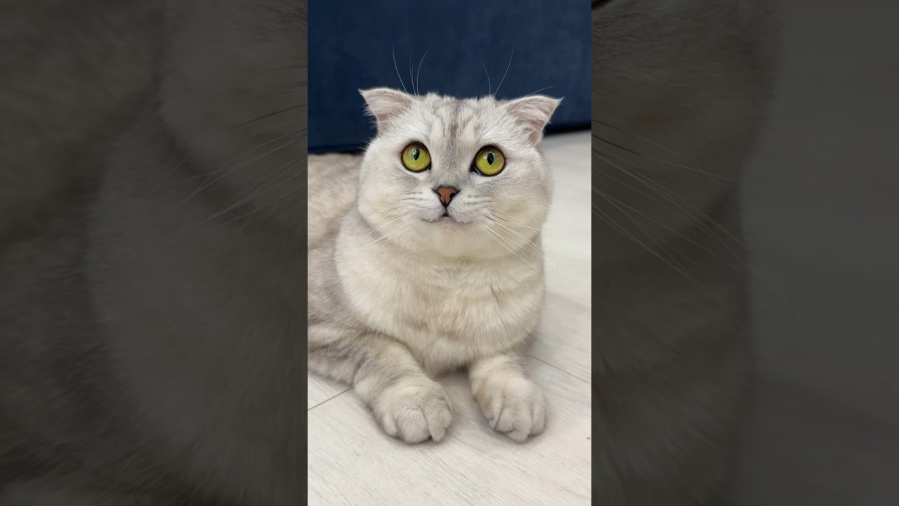 Adorable Cat Moments 😺