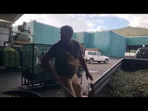 Aquí se echan las aceitunas y las clasifican