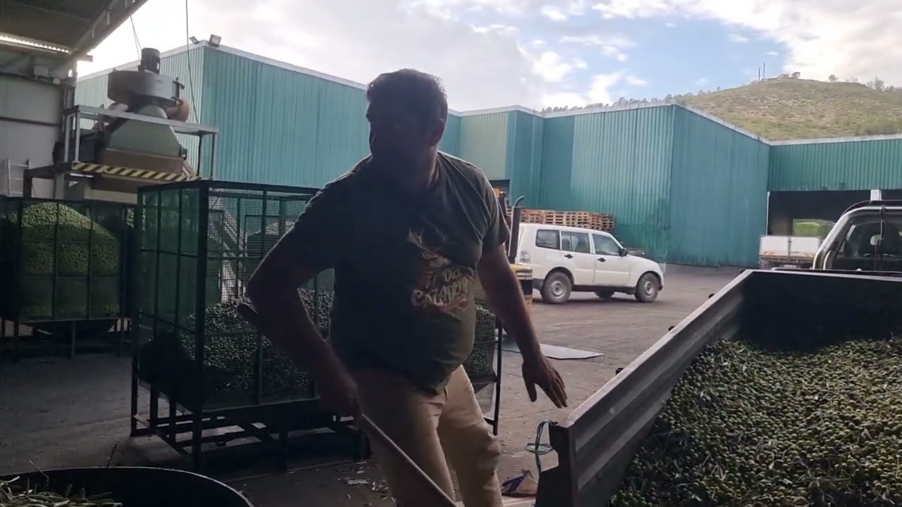 Proceso de Clasificación de Aceitunas: ¡Descubre Cómo Se Hace! 🫒