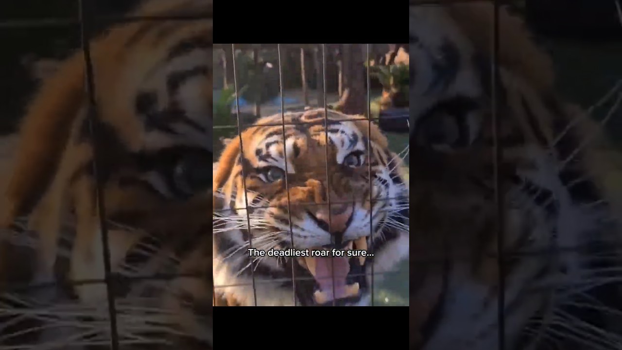 Not All Animals Are Cuddle-Friendly 🐾