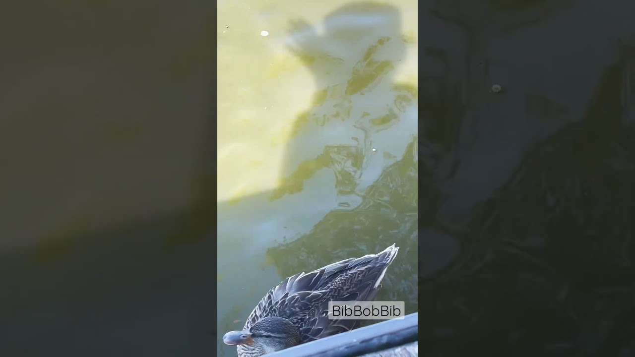 Heja Duck 🦆 | Cute Bird Sounds & Shorts