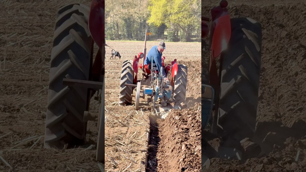 Massey Ferguson 35 Tractor Ploughing Event 🚜