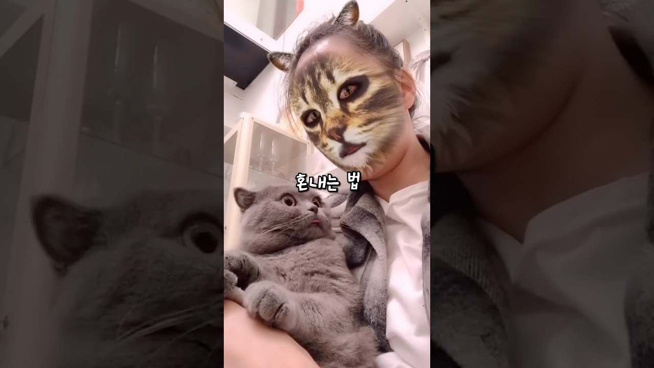 고양이 언어로 혼내는 비법 공개 🐱