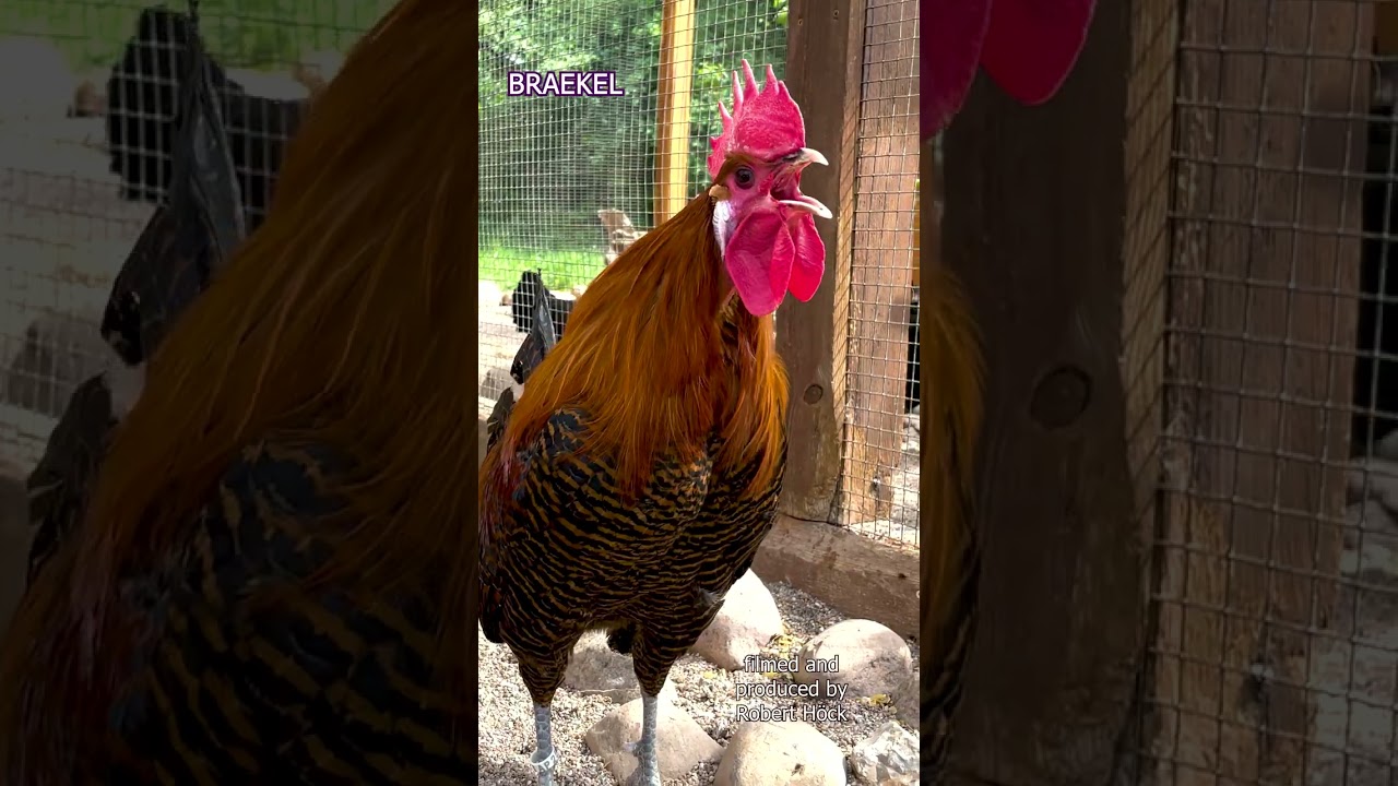 Top 10 Rooster Breeds Crowing Comparison 🐓