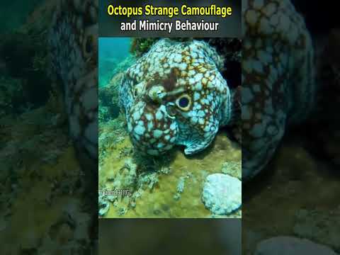 Unusual Octopus Camouflage and Mimicking Behaviour
