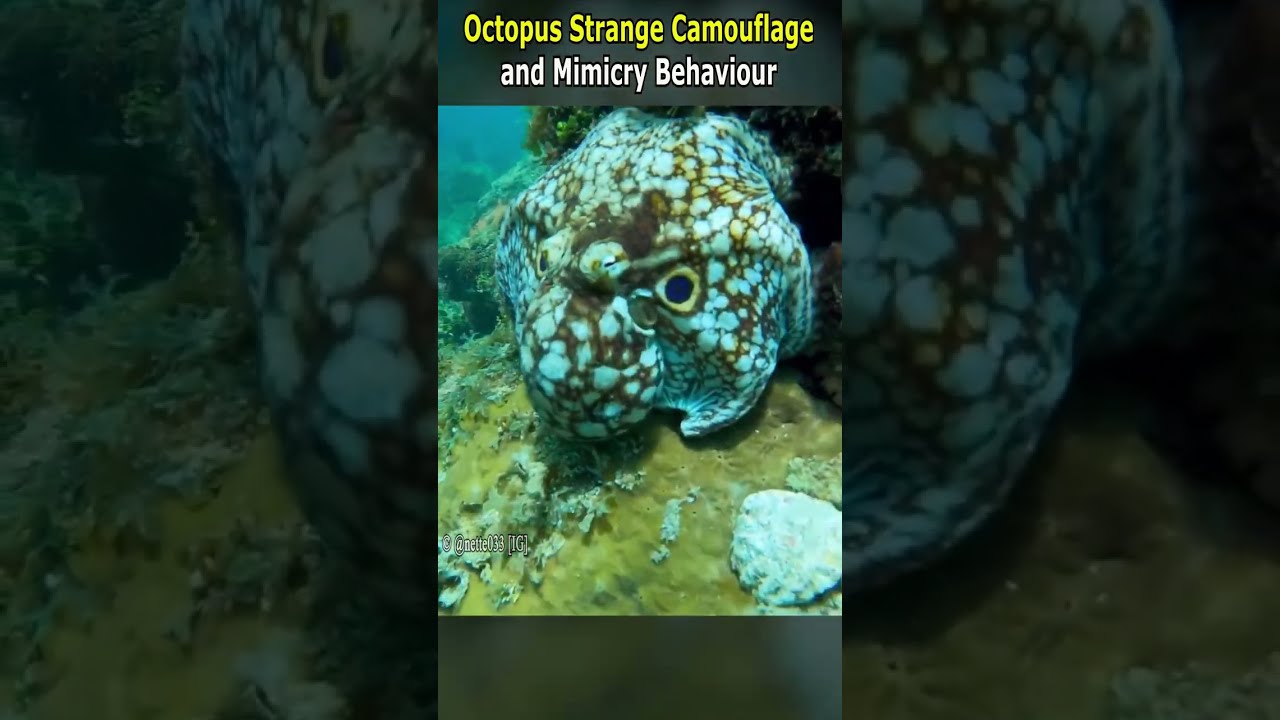 Amazing Octopus Camouflage & Mimicry Skills π