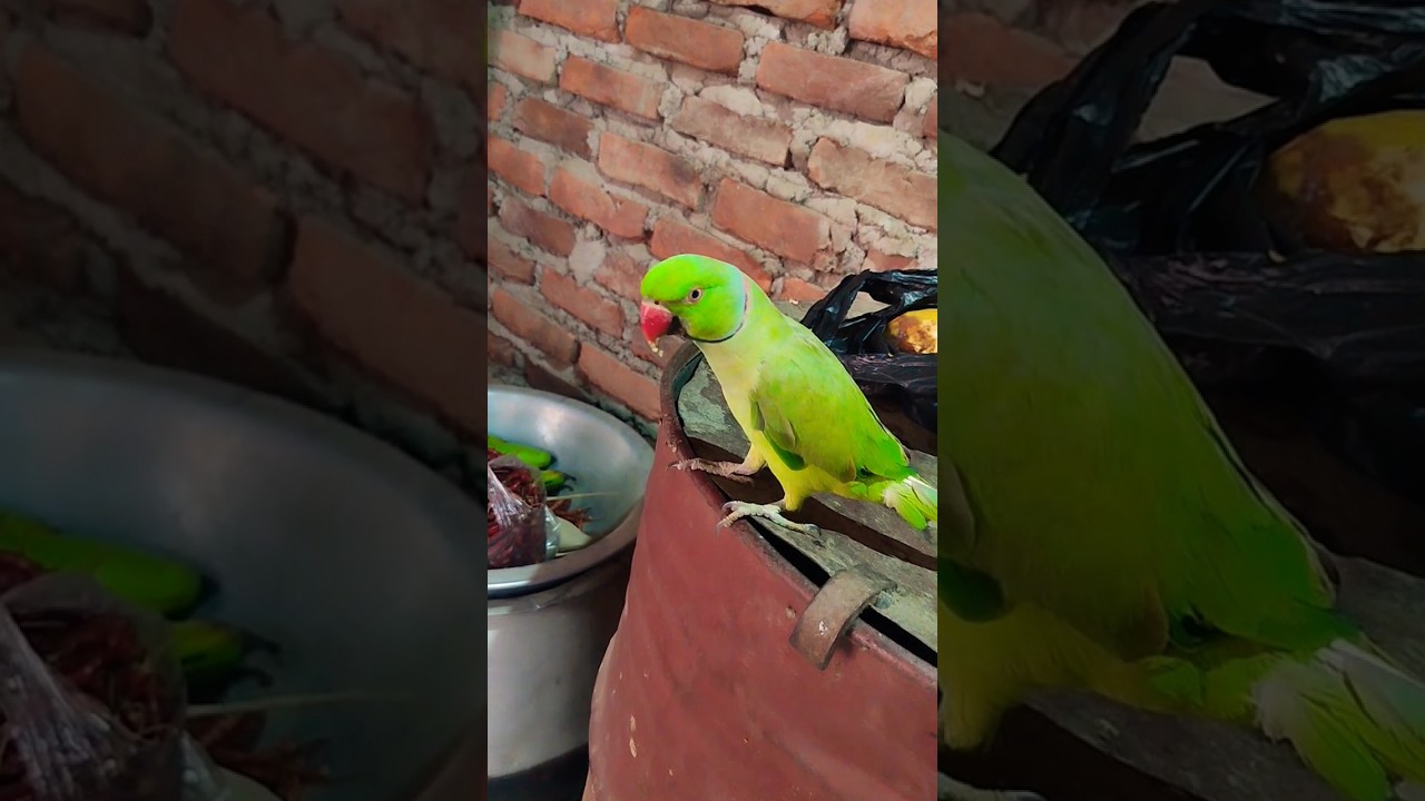 #shorts viral blockbusters ringtone song baby parrot 🦜🦜🦜