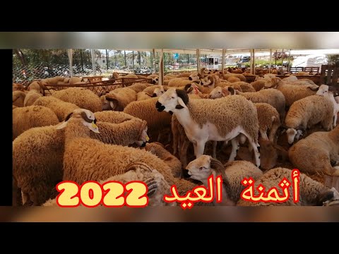 تعرفو على أثمنة خروف العيد 2022 بركي، سردي، معزي