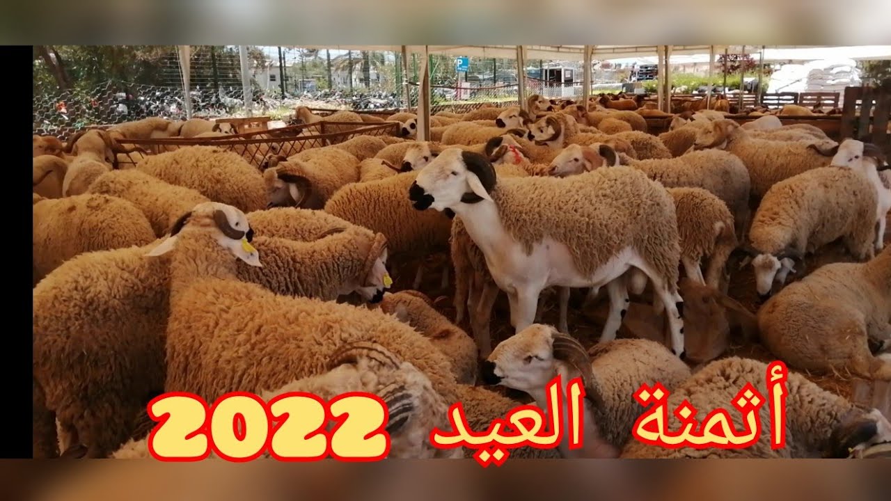 أسعار خروف العيد 2022 في بركي، سردي ومعزي 🐑 | تعرف على أسعار الأضاحي في الجزائر والدول العربية