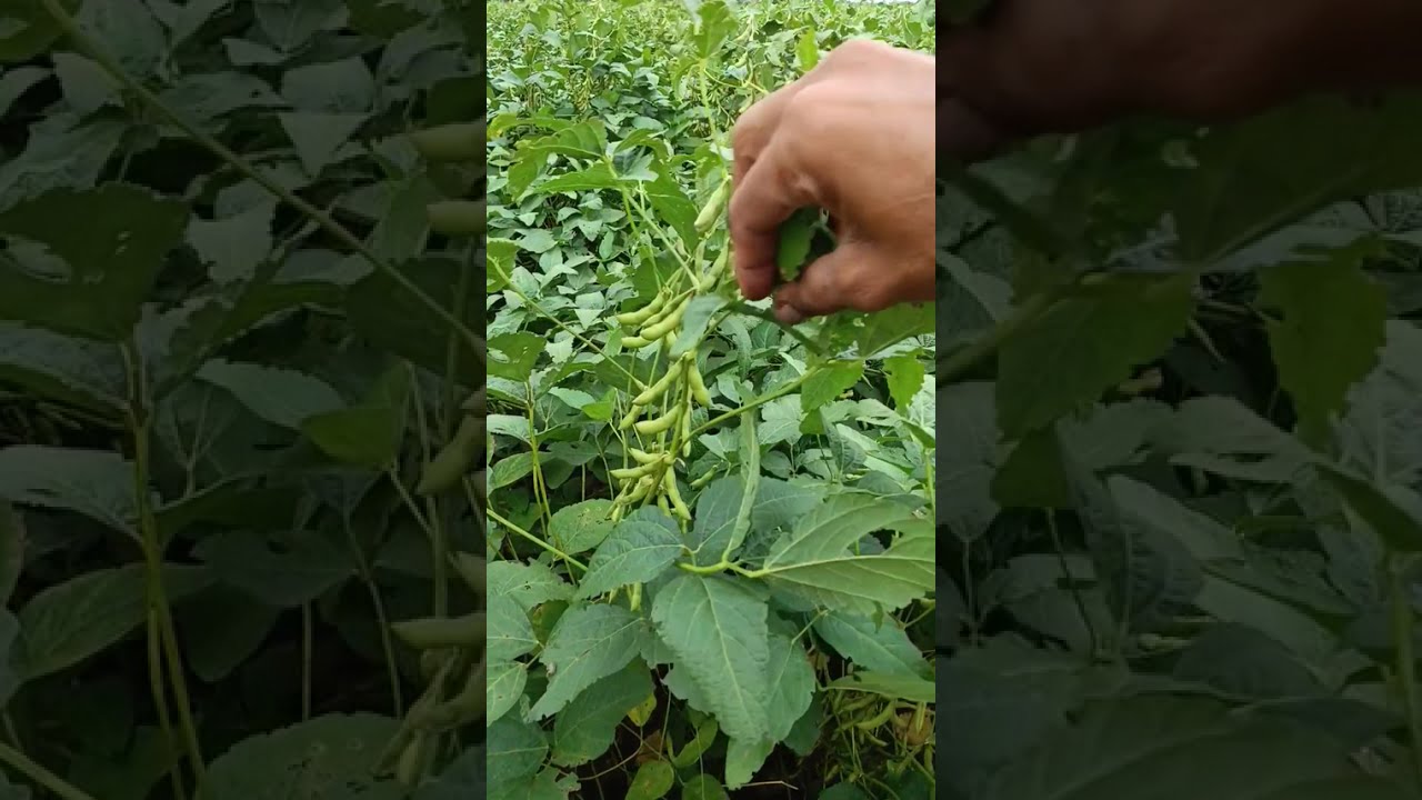 આને સુ કેવાય? જાણો ખેતીના રહસ્ય🌱