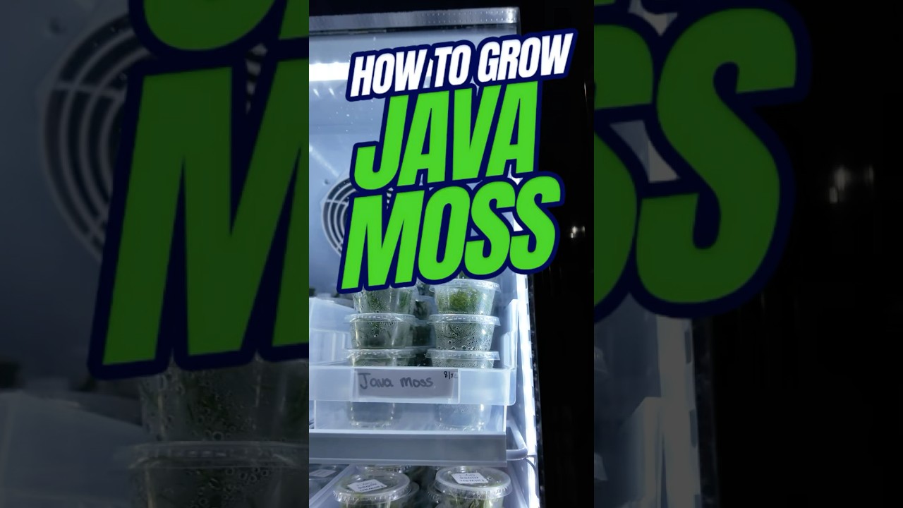 How to Grow JAVA MOSS | How to Tell When Java Moss is Growing in Aquarium Water
