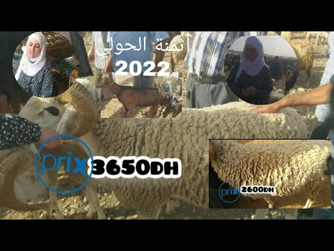 أثمنة خروف العيد 2022 /أجواء سوق السبت تاوريرت 18/6/2022
