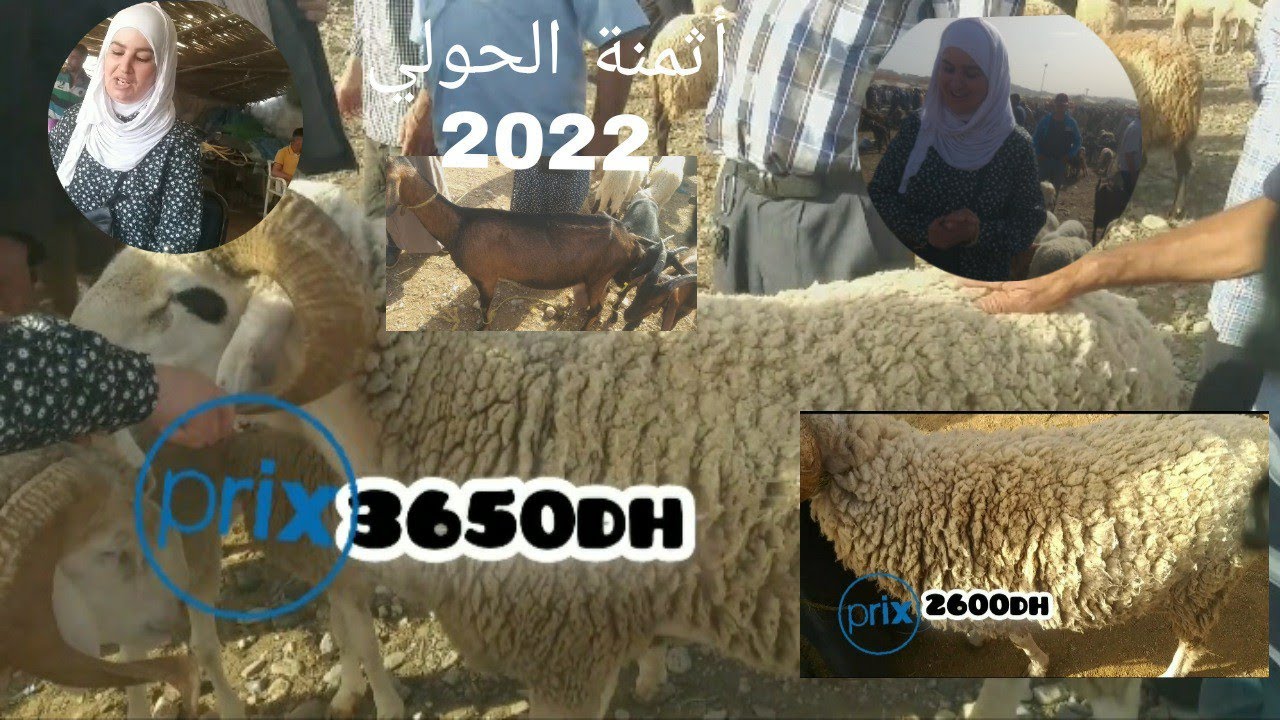 أسعار خروف العيد 2022 في سوق السبت تاوريرت | أجواء السوق وتفاصيل الشراء 🐑
