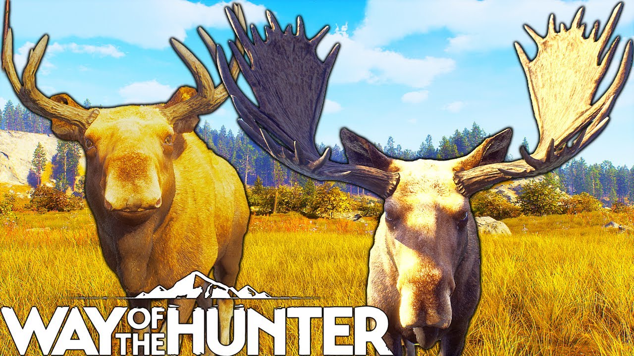 Moose Rankings from 1 to 5 Stars 🦌 | Way of the Hunter