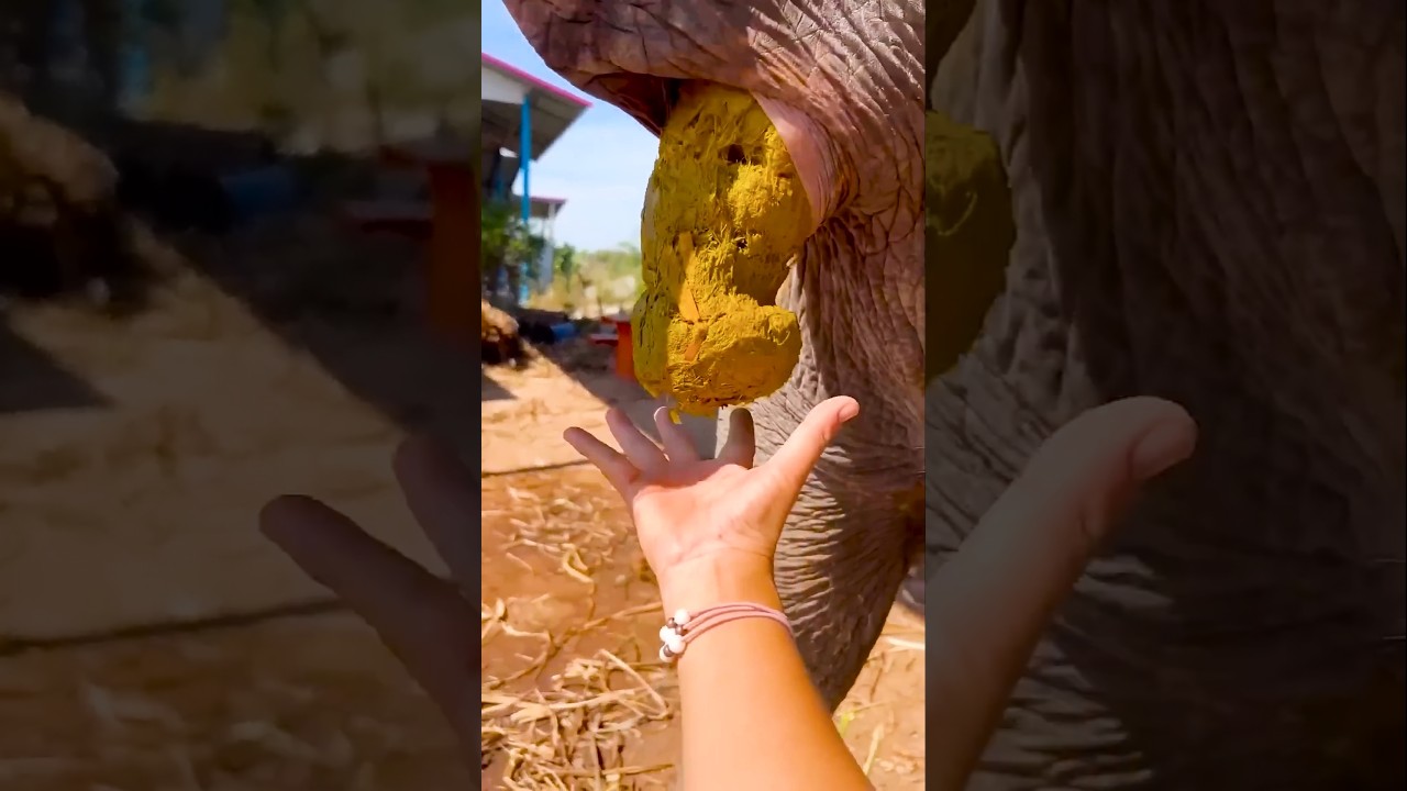 Are You Protecting Forests & Animals? 🌳🦁