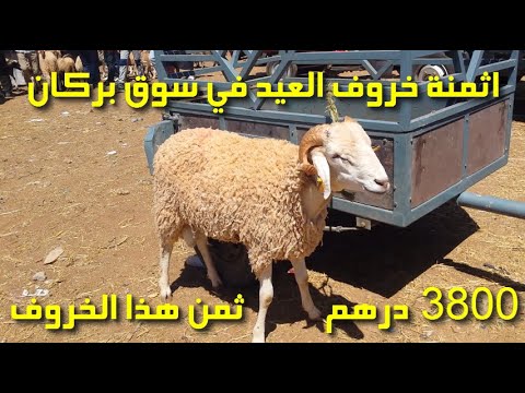 اثمنة خروف العيد في سوق بركان طريق مداغ Berkane City 2022