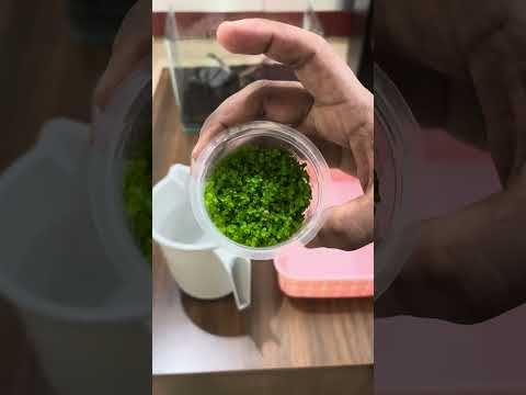 Nano Monte Carlo Carpet Tank #aquascaping #aquascapelowtech #aquascapeaquarium #montecarlo