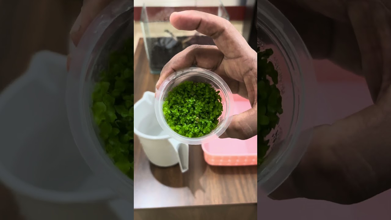 Nano Monte Carlo Carpet Tank 🌿