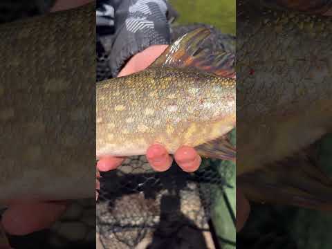 Стандартные места обитания #щука #рыбалка