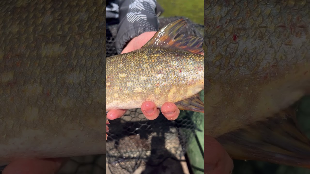 Лучшие места обитания щуки для успешной рыбалки 🎣