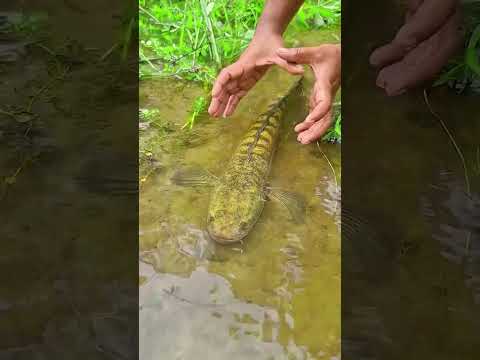 Catching big fish with your hands || new comedy video || best funny video || bangla comedy ||