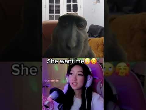 Monkey Rizz & Free Green Screens 🎬