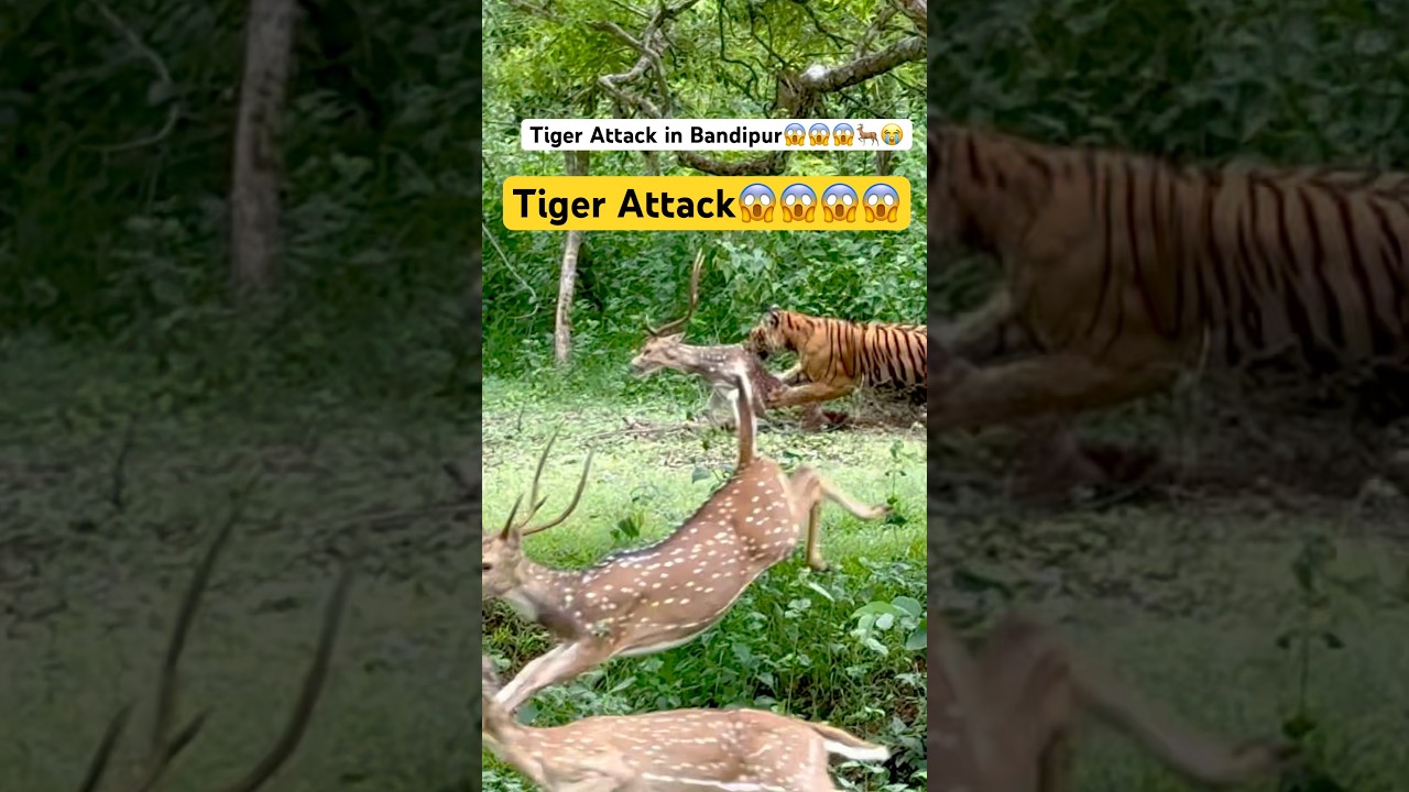 Incredible Jungle Chase: Tiger Hunts Deer in Bandipur 🐅