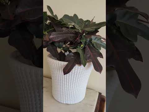 #ornamentalplants #decoration #feelgoodvibes #happyevening #plants 💚