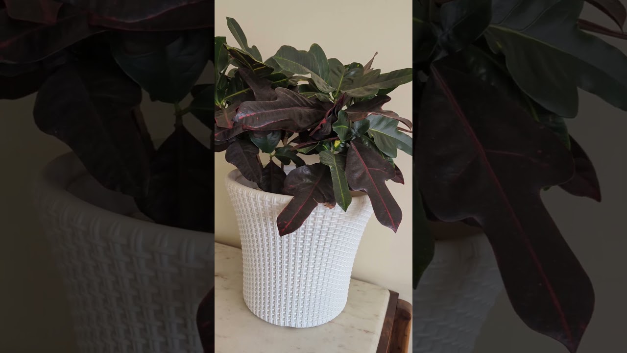 Transform Your Space with Gorgeous Ornamental Plants πΏ