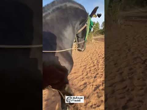 لله يرزق أي واحد ما كتمنى