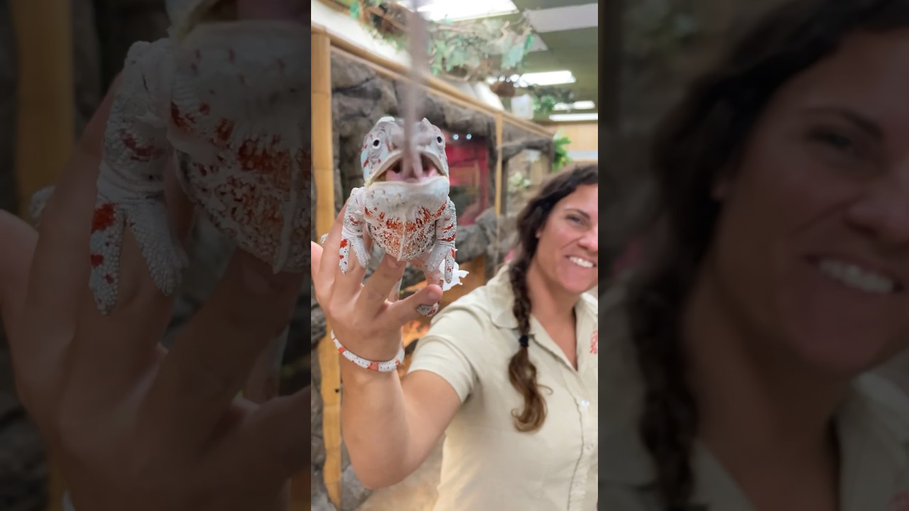 Big Panther Chameleon with a Huge Appetite π¦