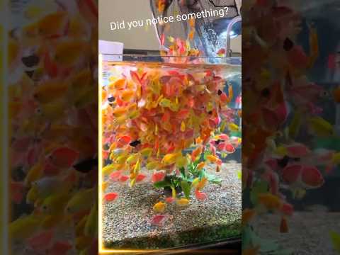 Did You Notice Something? The Glow in This GloFish Tetra Aquarium!