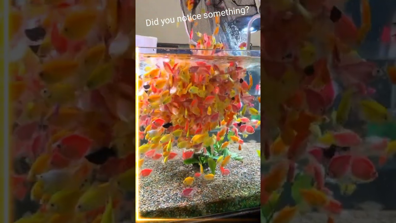 Bright GloFish Tetra Aquarium ✨