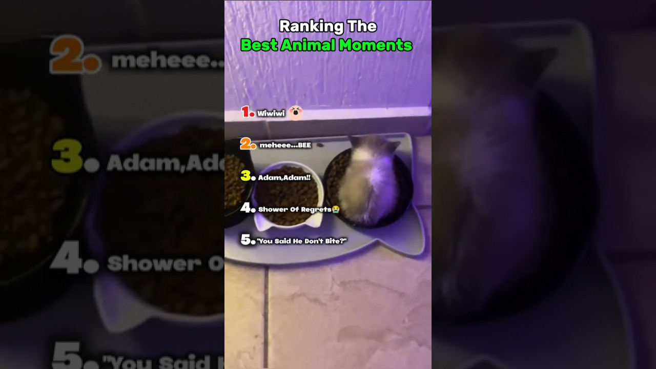 Ranking The Best Animal Moments