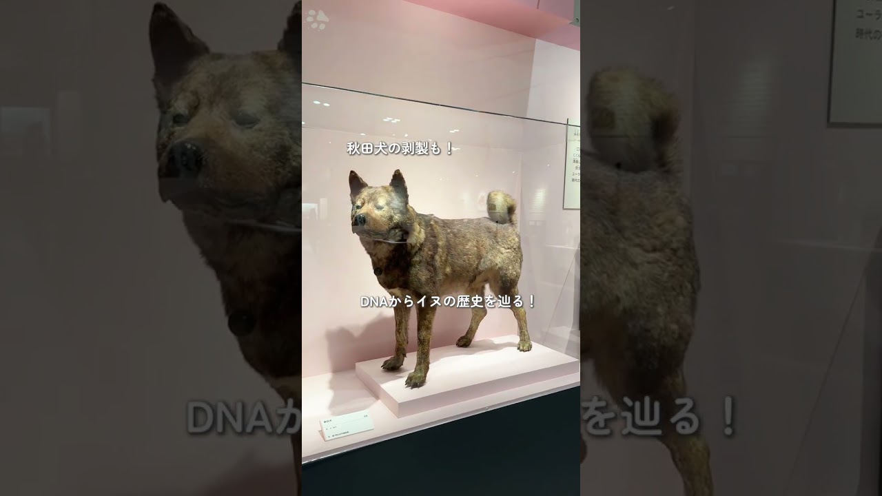 古代DNA展:日本人の歴史を解き明かす驚きの発見🧬【国立科学博物館】
